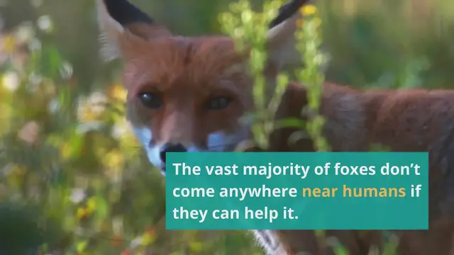 Video thumbnail for Do Foxes Attack Humans And Are They Dangerous?