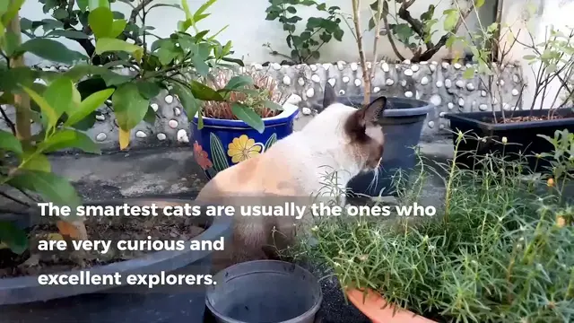 'Video thumbnail for Most Intelligent Cat Breeds'