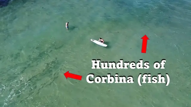 'Video thumbnail for Shocking Footage Shows Hundreds of Corbina (fish) Swimming in Shallow Water with Swimmers'