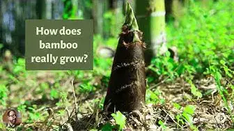 Video thumbnail for How renewable is bamboo