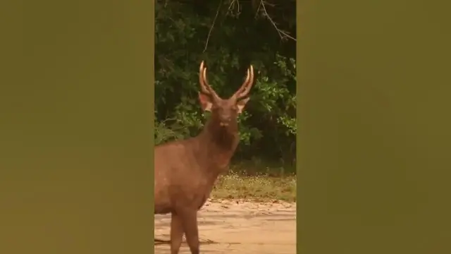 Video thumbnail for Sambar deer | Sri Lanka #shorts