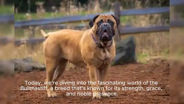 Video thumbnail for Bullmastiff
