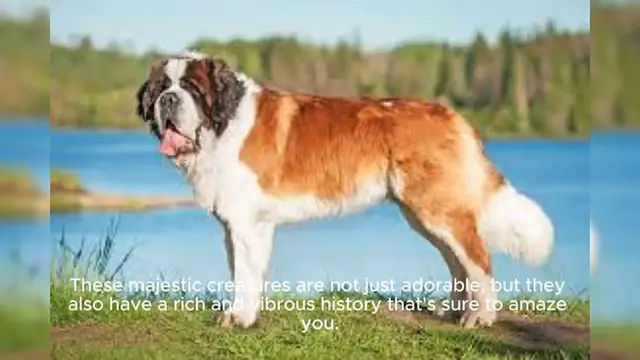 Video thumbnail for Saint Bernard