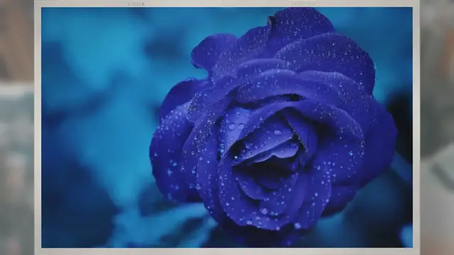 Video thumbnail for How Cold Can Roses Tolerate?