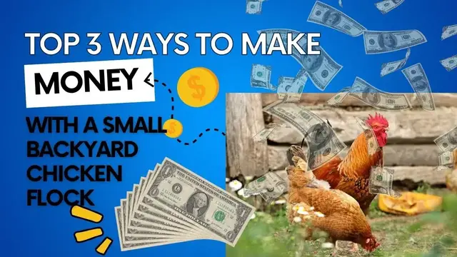 'Video thumbnail for Top 3 Ways To Make Money With A Backyard Chicken Flock'