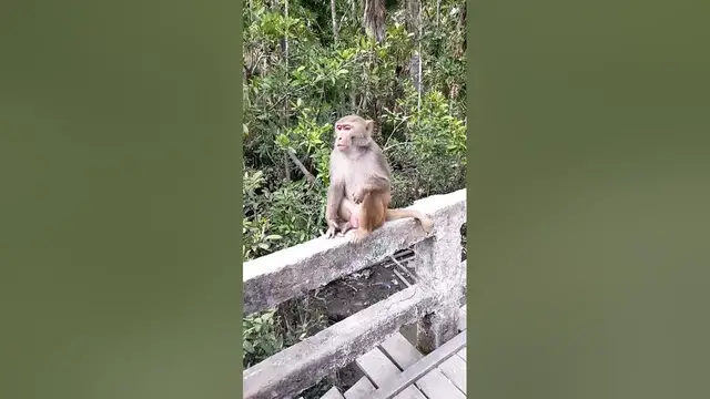 Video thumbnail for Monkey eating nuts slowmo || Sheinmenup || #shorts #shortvideo #animals #monkey @sheinmenup