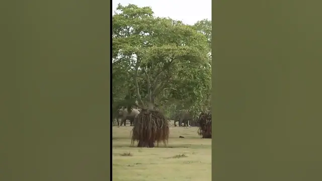 Video thumbnail for Elephant gathering in Galgamuwa Sri Lanka #shorts