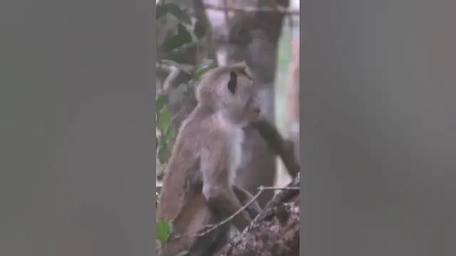 Video thumbnail for Toque macaque / toque monkey  #shorts