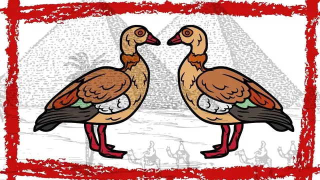 Video thumbnail for Egyptian Goose Call | Egyptian Goose Sound | Egyptian Goose Videos | Egyptian Goose Baby