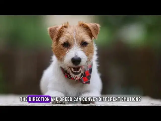 Video thumbnail for Unleashing Wonders: 10 Fascinating Dog Fun Facts