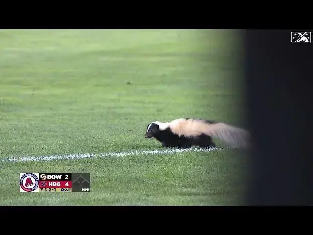 'Video thumbnail for A Skunk Invades the Field, Causing a Huge Delay of Game! | MiLB | 9/12/2023'