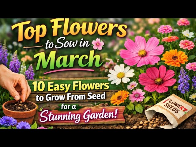 Video thumbnail for Top Flowers to Sow Now | 10 Easy Flowers to Grow From Seed for a Stunning Garden