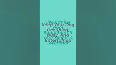 'Video thumbnail for How To Stop A Dog From Drinking Pool Water'