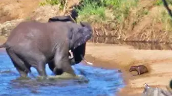 Video thumbnail for Grumpy Elephant Tries to Stab Baby Hippo