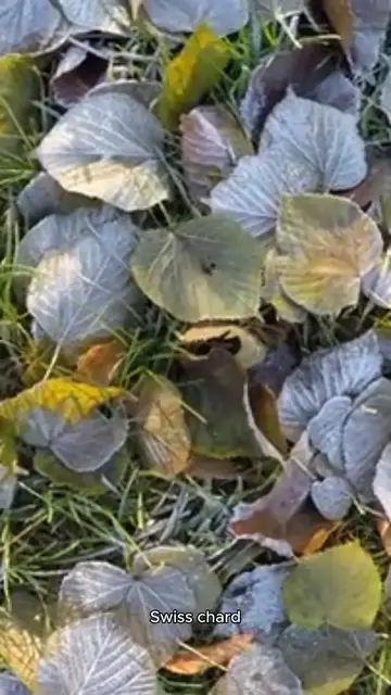 Video thumbnail for swiss chard recipe