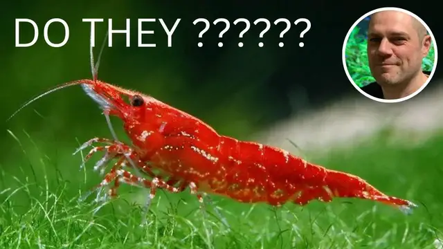 'Video thumbnail for Do Red Cherry Shrimp Eat Their Babies?'