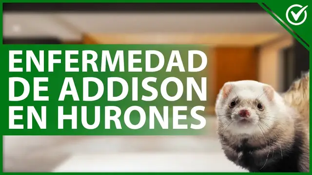 'Video thumbnail for 🦡 INSUFICIENCIA ADRENAL en HURONES después de la esterilización - Enfermedad de Addison 🤒🦡'