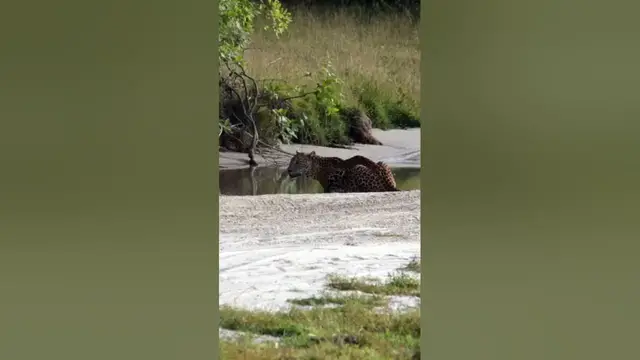 Video thumbnail for Leopard drinking water #shorts