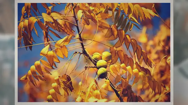 Video thumbnail for When Should You Harvest Black Walnuts?