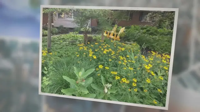 Video thumbnail for Why should we use native plants in our gardens?