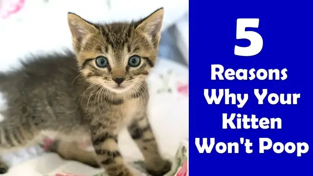 'Video thumbnail for 5 Reasons Why Your Kitten Won't Poop'