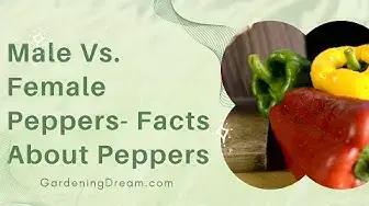 Video thumbnail for Male VS.  Female Peppers – Facts About Peppers