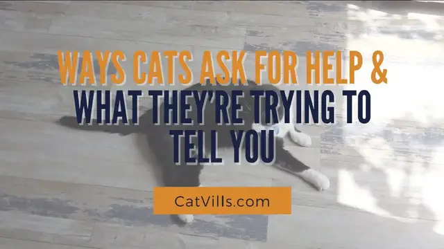 Video thumbnail for 3 WAYS CATS ASK FOR HELP & WHAT THEY’RE TRYING TO TELL YOU