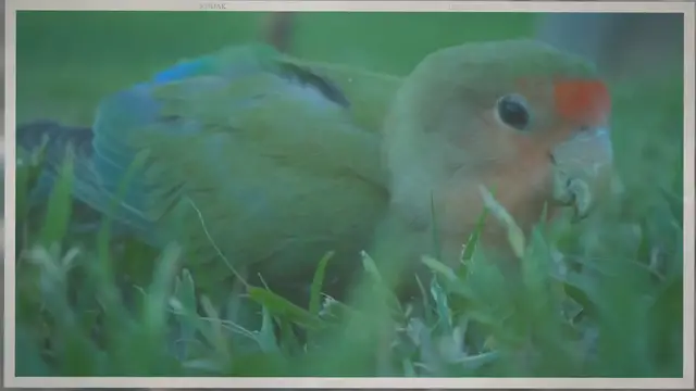 Video thumbnail for Black billed amazon