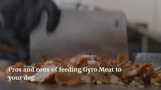 'Video thumbnail for Can Dogs Eat Gyro Meat? Pros and Cons of Feeding Gyro Meat to Your Dog'