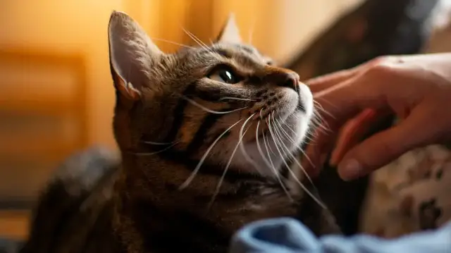 Video thumbnail for The Surprising Ways Your Cat Might Show It Misses You