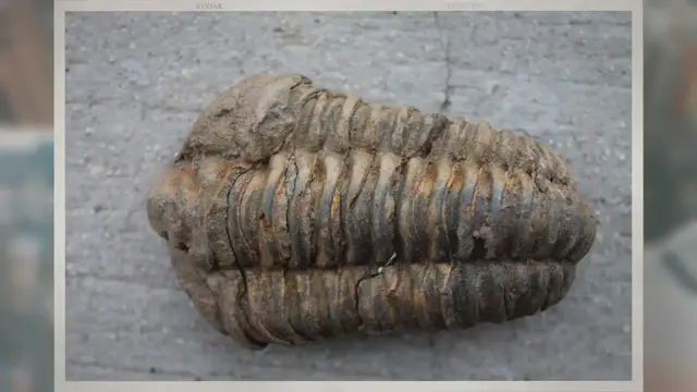 Video thumbnail for How Many Legs Does a Trilobite Have?