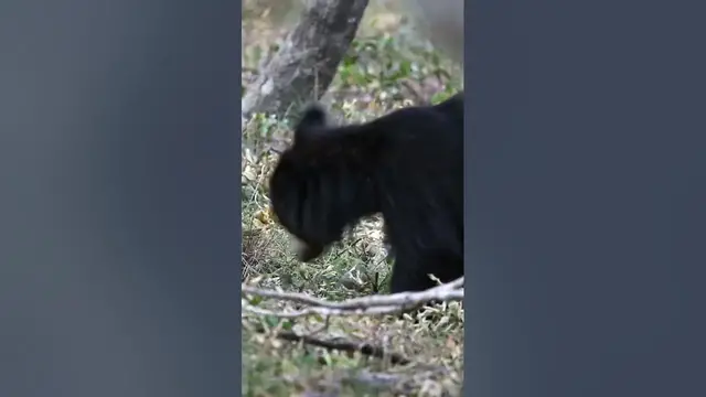 Video thumbnail for Sloth Bear Cub #shorts