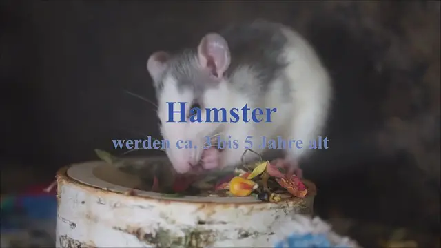 'Video thumbnail for Hamster Allgemeine Informationen'