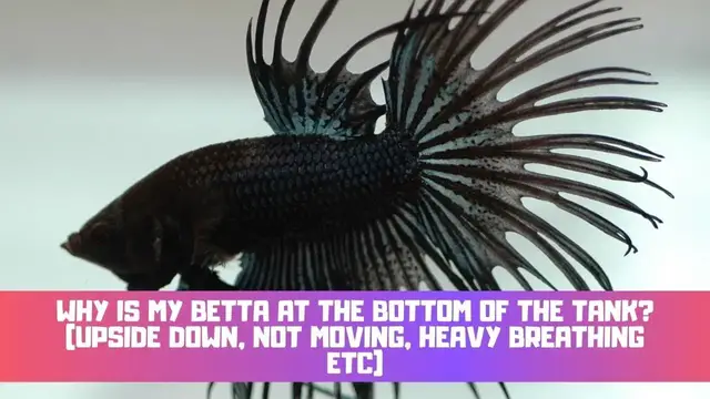 Video thumbnail for Why Is My Betta At The Bottom Of The Tank? (Upside Down, Not Moving, Heavy Breathing Etc)