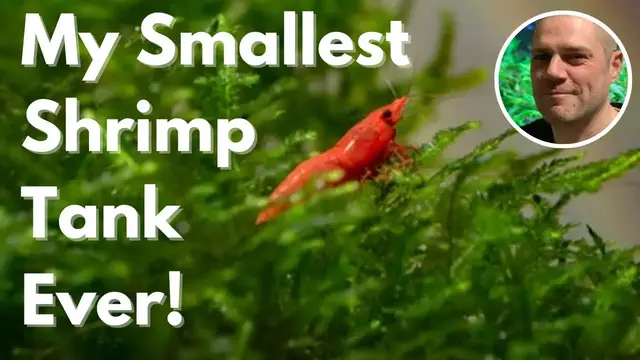 Video thumbnail for The Smallest Red Cherry Shrimp Tank I Ever Made - 1/2 GALLON (2 LITER) SHRIMP TANK