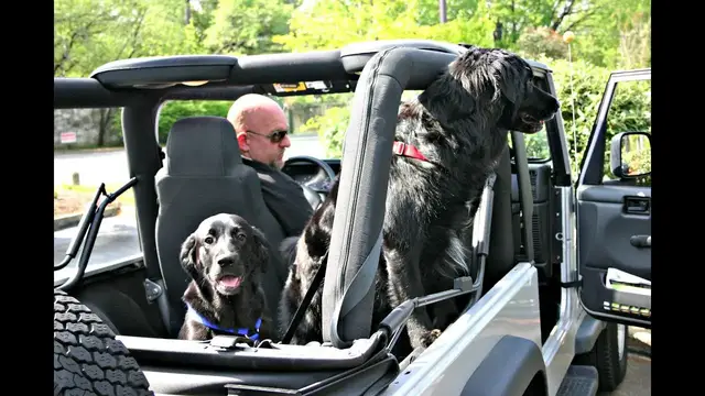 Video thumbnail for My Dog Is A Jeep Dog (...Wait For It!)