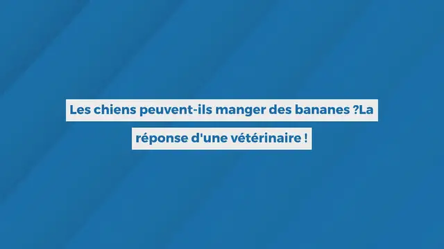 Video thumbnail for Les chiens peuvent-ils manger des bananes ? La réponse d’une vétérinaire !