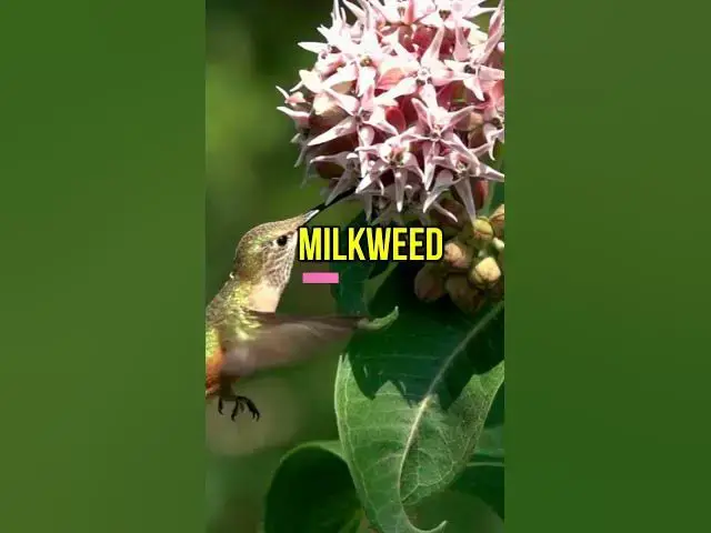 'Video thumbnail for Grow these flowers to invite wildlife into your garden'