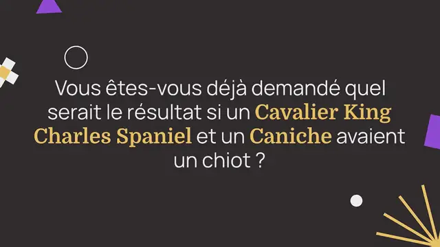 Video thumbnail for Cavapoo : tout ce qu’il faut savoir sur ce chien croisé