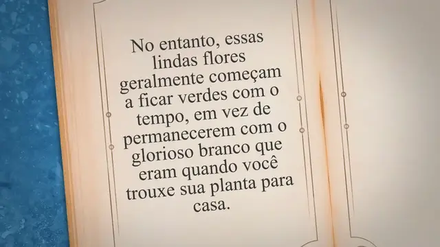 'Video thumbnail for Por que as flores do meu lírio da paz estão ficando verdes?'