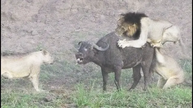 Video thumbnail for Lions Attack & Bring Down Buffalo | Absolutely Crazy Ending!