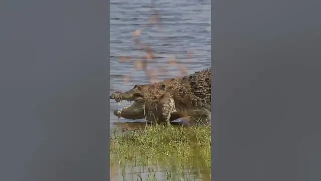 Video thumbnail for Mugger crocodile #shorts