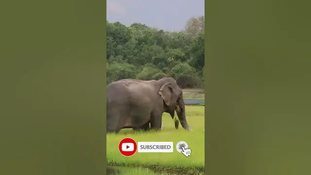 Video thumbnail for elephant eating grass in the lake #shorts