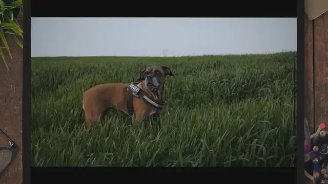 Video thumbnail for Choosing Pet-Safe Lawn Fertilizers: A Guide to Keeping Your Lawn and Pets Healthy