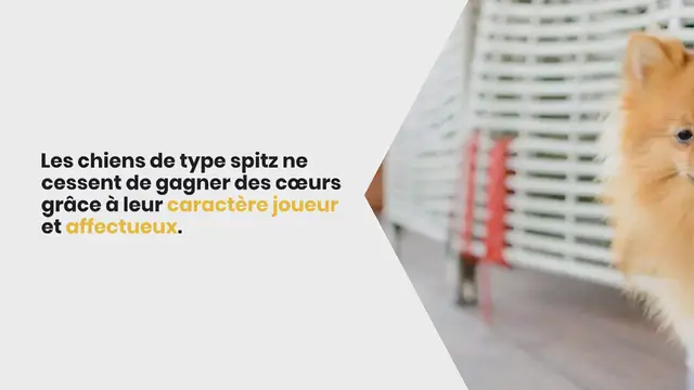 Video thumbnail for 4 races de chiens de type spitz