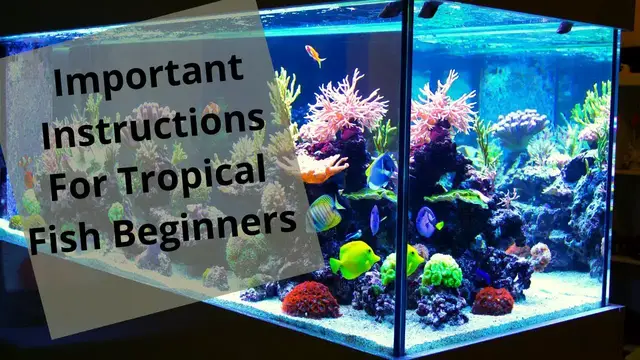 'Video thumbnail for ImportantInstructionsForTropicalFishBeginners'