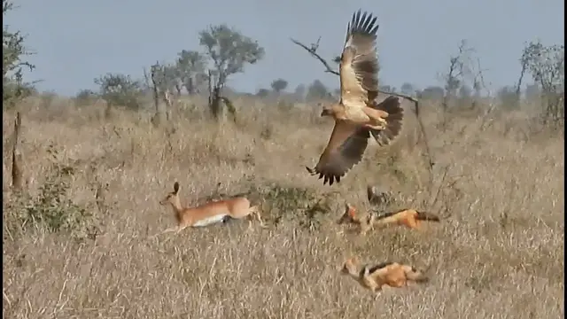 Video thumbnail for Eagle & 2 Jackals Hunt the Same Buck