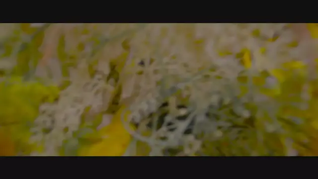 Video thumbnail for Grace Storm - The Sun In The Flowers