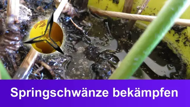 Video thumbnail for Weiße Flöhe (Springschwänze) in der Blumenerde bekämpfen