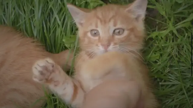 'Video thumbnail for Registering Your Cat as an Emotional Support Animal'
